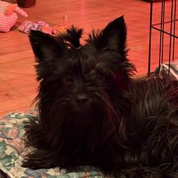 Inky - Yorkshire Terrier