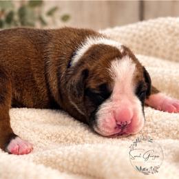 Meadow - Fawn female Boxer puppy in Cochran, Georgia from Sweet Georgia Boston’s