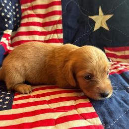 Betsy Ross - Red female Dachshund puppy in Summertown, Tennessee from The Dapper Dachshund
