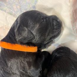 Franie ESA lines - Black female Schnoodle puppy in Temple, Texas from Schnauzers Of Taylor