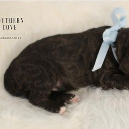 Copper - Chocolate male Australian Labradoodle puppy in Winter Haven, Florida from Southern Cove Labradoodles