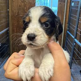 Girl 2 - Black white and tan female English Springer Spaniel puppy in Fort Meade, Florida from Lake in the Hills Springers