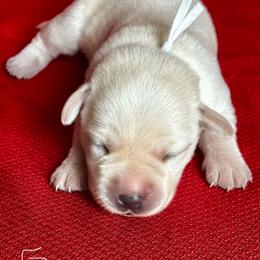 Girl 2 - Yellow female Labrador Retriever puppy in Vero Beach, Florida from Southern Sunshine Labradors