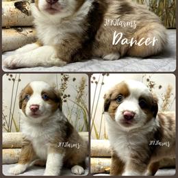 (8) Dancer, RMF - Red merle female Miniature American Shepherd puppy in Huntington, Texas from JKKJ Farms