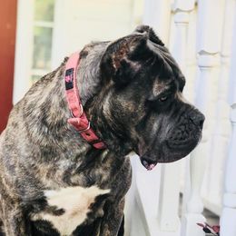 Queen - Cane Corso
