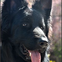 Kalidor - German Shepherd