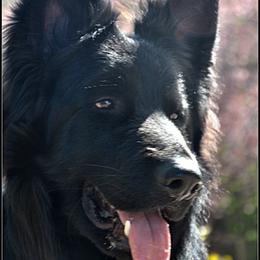 Kalidor - German Shepherd