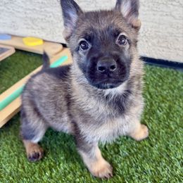 Green - Sable male German Shepherd puppy in Buckeue, Arizona from Légende Vivante Du Chief Kennel
