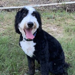 Winston - Bernedoodle