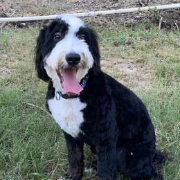 Winston - Bernedoodle