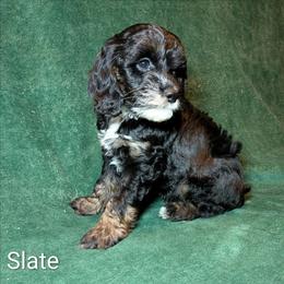Slate - Black and white male Cockapoo puppy in Sunset, Louisiana from Cano Cockapoos
