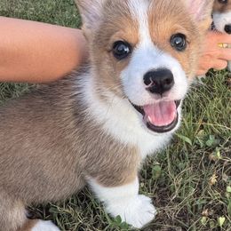Pembroke Welsh Corgi Puppies from Sheri Shurden
