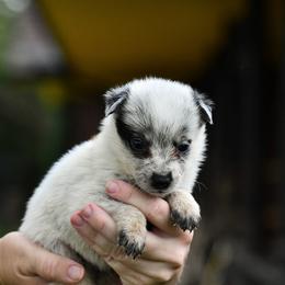 -Boy 2 - Blue mottled male Australian Cattle Dog puppy in Kaufman, Texas from Emberwick Ranch