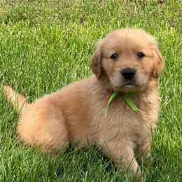Fern (Lime) - Golden female Golden Retriever puppy in Franklin, West Virginia from Wildmour K9