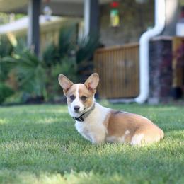 Girl 1 - Sable female Pembroke Welsh Corgi puppy in Ocala, Florida from Dolan Farms Corgis