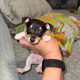 Pup 2 - White black and tan female Toy Fox Terrier puppy in Clermont, Florida from Debbie Hiles's Toy Fox Terriers