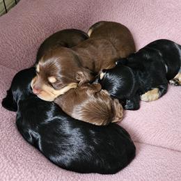 Dachshund Puppies from Pine & Paws Dachshunds