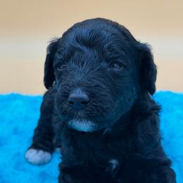 Davis - Black male Poodle puppy in Willacoochee, Georgia from Kitandkboodle's Doodles