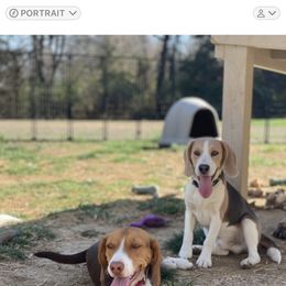 Beagle puppies from Hales Little Beagle Haven
