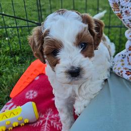 Topaz - Blenheim male Cavapoo puppy in Blackfoot, Idaho from Rocky Desert Goldens and Cavaliers