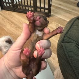 Ginger - Chocolate and tan female Yorkshire Terrier puppy in Winder, Georgia from Empire Yorkies