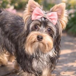 Dam - Yorkshire Terrier