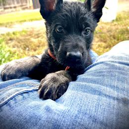 Boy Orange - Black and tan male German Shepherd puppy in San Antonio, Texas from CISCOK9