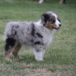 Miniature American Shepherd Puppies from Elite Miniature American Shepherds