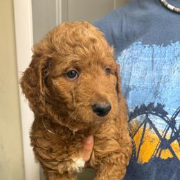 Pink Collar - Red  female Goldendoodle puppy in Winchester, Tennessee from Mahaffey’s Doodles