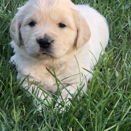 Golden Retriever, Poodle, and Shih Tzu Puppies from Shih Tzu Castle & Platinum Paws