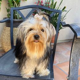 Rose - Yorkshire Terrier
