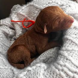Orange - Red  male Poodle puppy in Lima, Ohio from Buckeye Red Standard Poodles