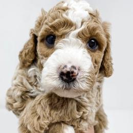 Goldendoodles and Poodles from Crane Train Poodles & Doodles