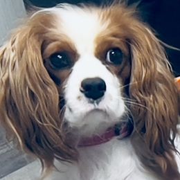 Stella - Cavalier King Charles Spaniel