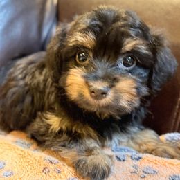 Stella - Black and tan female Havanese puppy in Lancaster, South Carolina from 3 Bs Havanese-PUPPIES with  PURPOSE