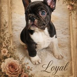 Loyal - Black and white female French Bulldog puppy in Terrebonne, Oregon from Scherners Frenchie Frenz