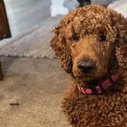 Cockapoos, Goldendoodles, and Poodles from Graceful Doodles and Poodles LLC