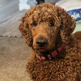 Cockapoos, Goldendoodles, and Poodles from Graceful Doodles and Poodles LLC