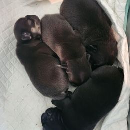 French Bulldog and Yorkshire Terrier Puppies from Tight Pocket House Frenchies & Yorkies