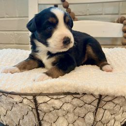 Miniature Australian Shepherd, Pembroke Welsh Corgi, and Toy Australian Shepherd Puppies from Spring Creek Aussies + Corgis