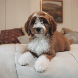 Goldendoodle Puppies from Cedarcrest Goldendoodles