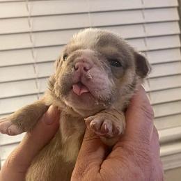 Juice - Lilac tri-color male Bulldog puppy in Seneca, South Carolina from Burrell’s Bulldog Kingdom