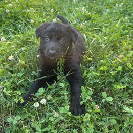 Beatrice - Black female German Shepherd puppy in Marshfield, Missouri from Benton K-9 Breeding