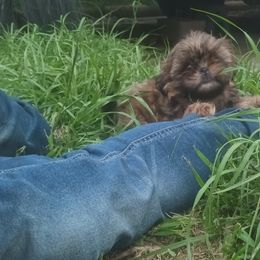 Shih Tzu Puppies from Peterson Shih Tzus