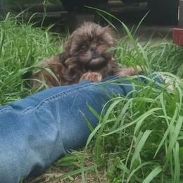 Shih Tzu Puppies from Peterson Shih Tzus