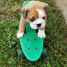 Bulldogs from G.F. Bulldogs