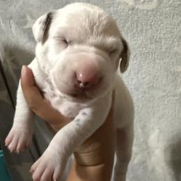 Lilo - White and liver brown female Dalmatian puppy in Hastings, Florida from Love My Spotty Dalmatians