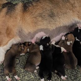 Pembroke Welsh Corgis from Tammy Gorham Corgis