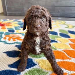 Paprika - Chocolate female Goldendoodle puppy in Brooksville, Florida from Spring Prairie Doodles