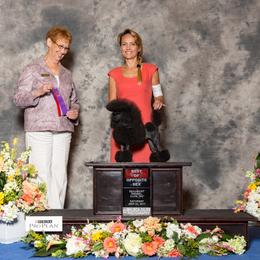 Trutti - Poodle